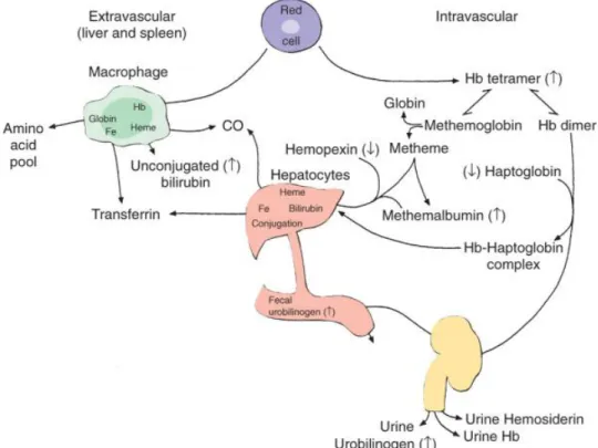 Gambar 1: patomekanisme hemolisis intravaskuler dan ekstravaskuler 2