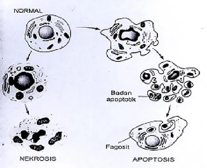 Gambar 4. Gambaran sel nekrosis. Richard N 34