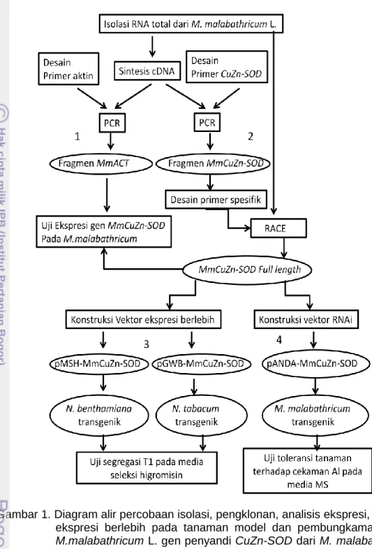Gambar 1. Diagram alir percobaan isolasi, pengklonan, analisis ekspresi, analisis  ekspresi  berlebih  pada  tanaman  model  dan  pembungkaman  pada  M.malabathricum L