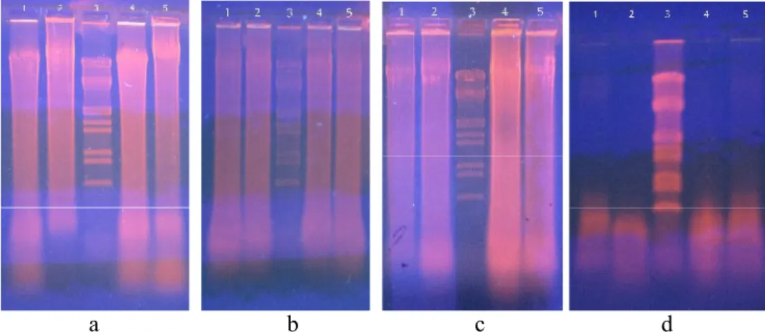 Gambar 1. Elektroforesis hasil isolasi DNA genom Keterangan :