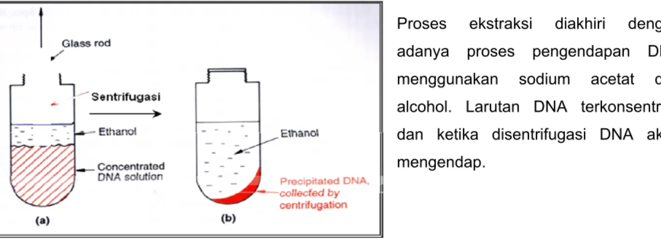 Gambar 3. Pemurnian DNA dengan Etanol 