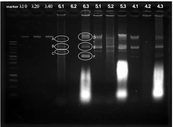 Gambar 3. Hasil Elektrophoresis Isolasi Plasmid pada 1% Agarose gel.  