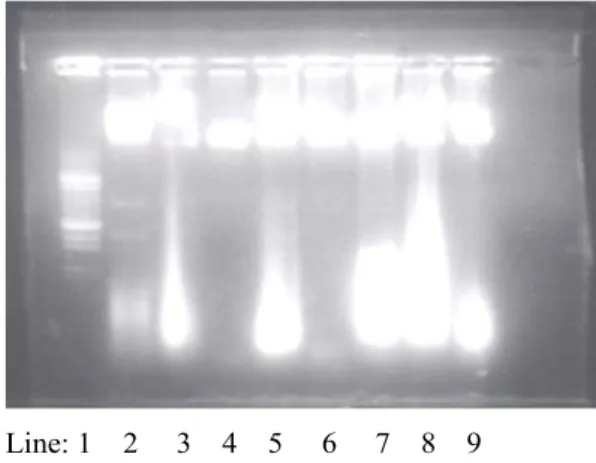 Gambar 1. Hasil Elektroforesis Gel Agarose (1%) dari Total DNA