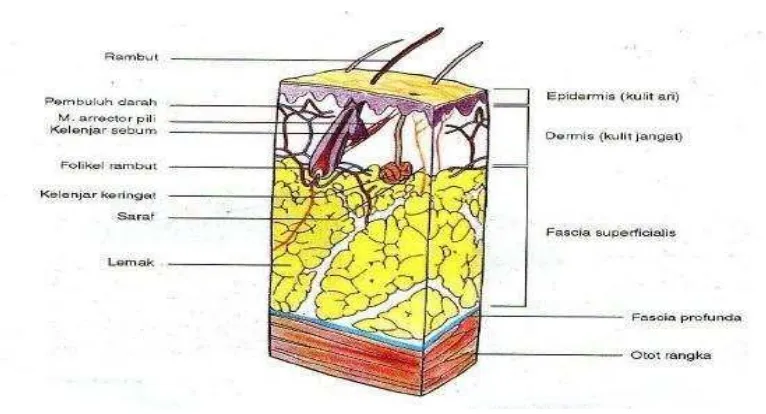 Gambar 4. Struktur kulit dan jaringan subkutan (Moore, 2002) 