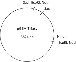 Gambar 6. Pemetaan plasmid pGEM T Easy   