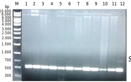 Gambar 3. Hasil amplifikasi gen 16S rRNA parsial pada abalon. Tanda panah menunjukkan  fragmen  DNA;  M=  marker  DNA  1  kb;  1-12=
