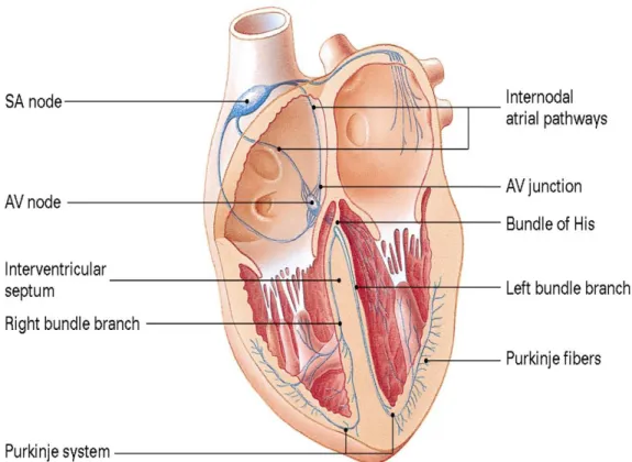 Gambar 5. Sistem Konduksi Jantung 