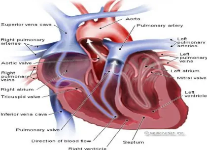 Gambar 1. Anatomi Jantung  b.  Persarafan Jantung 