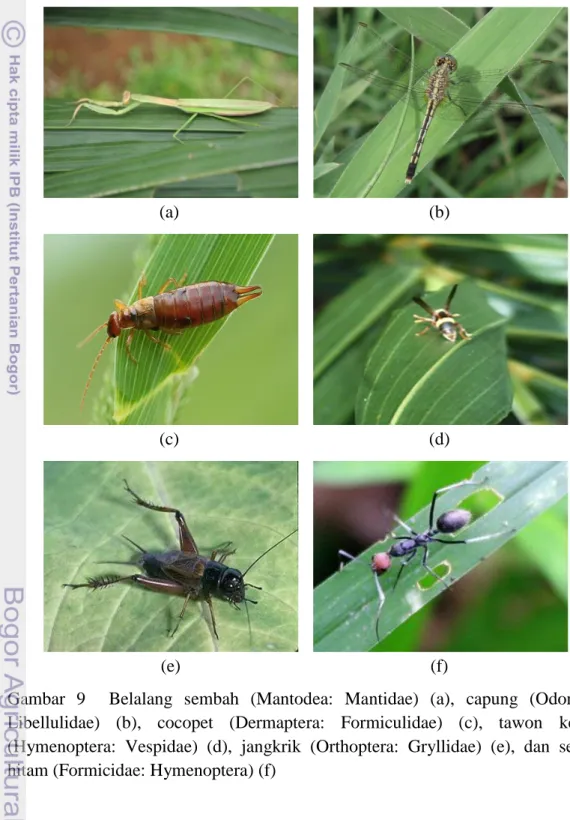 Gambar  9    Belalang  sembah  (Mantodea:  Mantidae)  (a),  capung  (Odonata: 