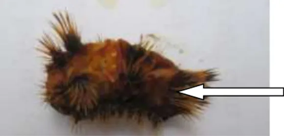 Gambar  1:  Gejala  S.  asigna  yang  terserang   Multiple Polyhedrosis Virus    Setothosea    asigna  yang  terinfeksi  virus  MNPV  pada  awalnya  kurang  aktif  bergerak  kemudian  ulat  akan  diam  dan  berhenti makan