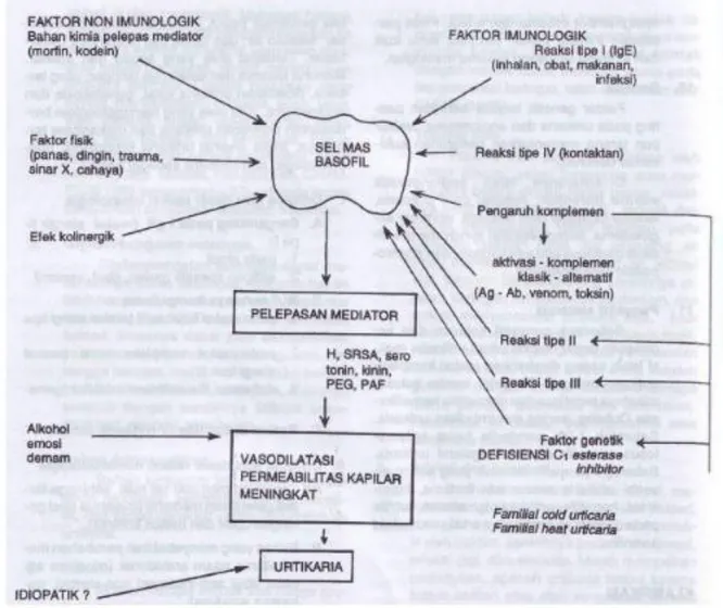 Gambar 1. Factor imunologik dan non imunologik yang menimbulkan urtikaria 