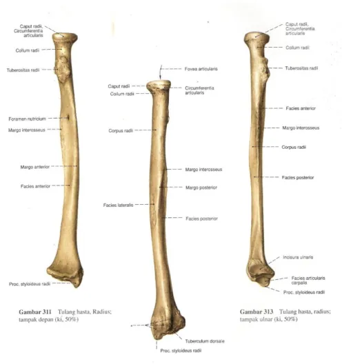 Gambar 1. Tulang radius