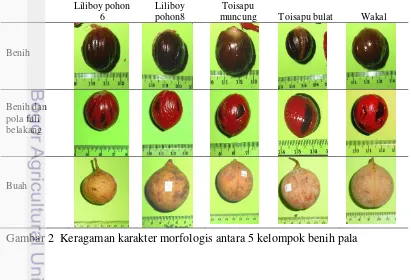 Gambar 2  Keragaman karakter morfologis antara 5 kelompok benih pala  