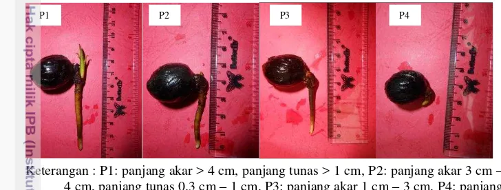 Gambar 3  Kondisi awal kecambah dengan berbagai taraf perlakuan kriteria 