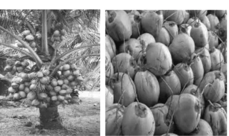 Gambar 1.1. Tanaman Kelapa (Cocos nucifera L.)
