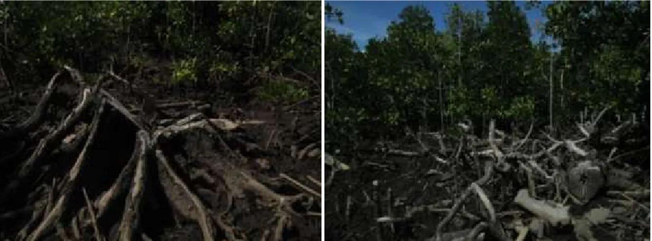 Gambar 5.  Kondisi  visual  mangrove  di  Desa  Bonea,  Kecamatan  Lasalepa,  Kabupaten  Muna,  Sulawesi Tenggara (Sumber : Foto lapangan, 2013)