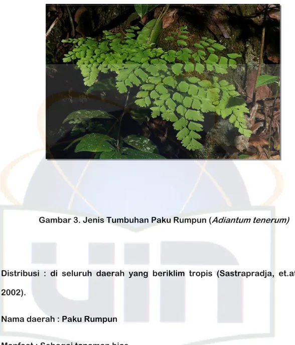 Gambar 3. Jenis Tumbuhan Paku Rumpun ( Adiantum tenerum) 