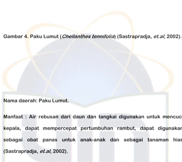 Gambar 4. Paku Lumut ( Cheilanthes tennifolia ) (Sastrapradja,  et.al , 2002). 