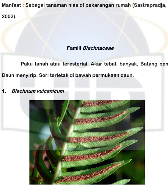 Gambar 8.  Paku Gunung ( Blechnum vulcanicum)