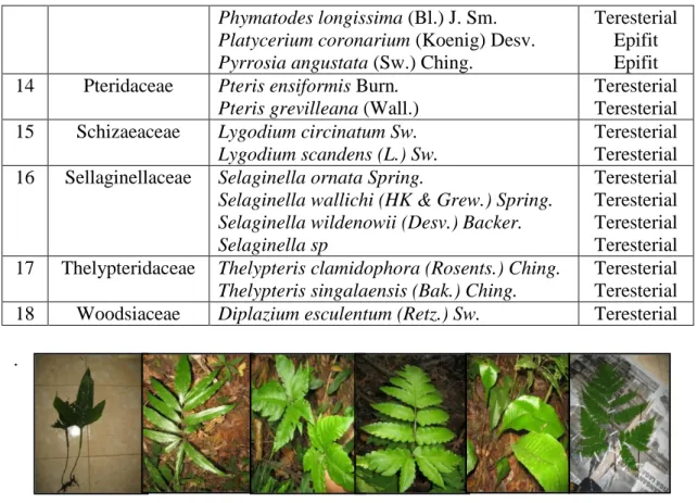 Gambar  1.  Jenis  jenis  paku  yang  tergolong  famili  Dryopteridaceae:  a.  Tectaria  ternifolia,  b