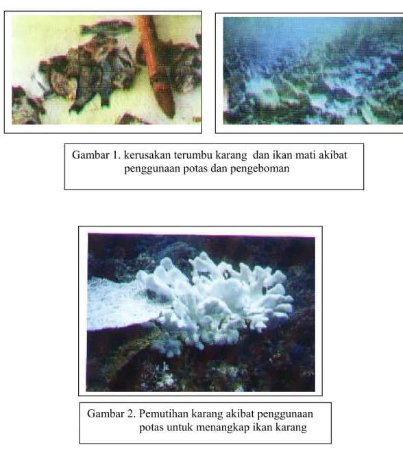 Gambar 1. kerusakan terumbu karang  dan ikan mati akibat                      penggunaan potas dan pengeboman 