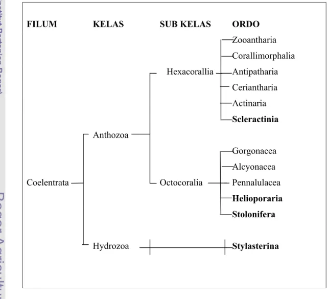 Gambar 1. Bagan klasifikasi Filum Coelentrata, karang batu pembentuk terumbu  berada dalam kolom ordo cetak tebal  (Sorokin, 1993) 