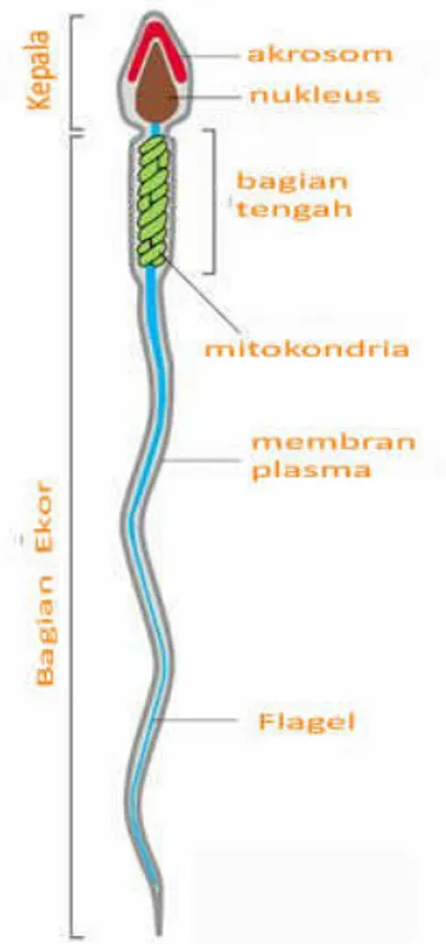 Gambar struktur sel sperma (sketsa)  