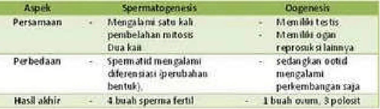 Tabel perbandingan spermatogtenesis dan Oogenesis  