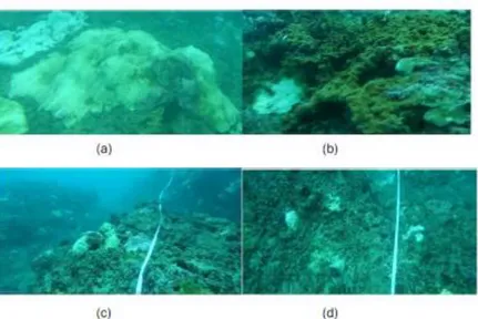 Gambar 4. Kondisi terumbu karang di Kecamatan Pesisir Selatan (a) Coral Massive,  (b) Dead Coral Algae (c) hard coral (d) pecahan Karang 