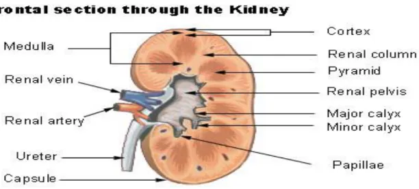 Gambar 2.1 struktur ginjal  1)  Korteks  
