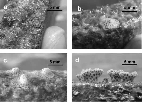 Gambar 1.   Hasil  pemantauan  rekruitmen  dan  pertumbuhan  juvenil  karang  P.  damicornis  sejak  pemasangan  substrat  penempelan di P