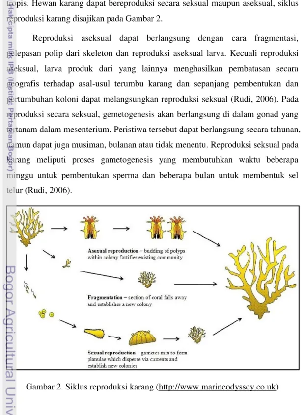 Gambar 2. Siklus reproduksi karang (http://www.marineodyssey.co.uk)