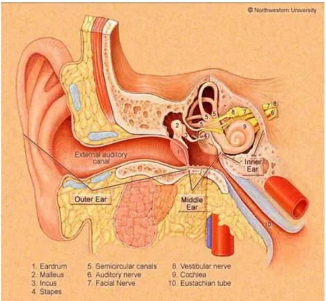 Gambar 1. Potongan melintang telinga. Otosklerosis melibatkan  tulang pendengaran pada telinga tengah, malleus(2) dan incus(3)  dan stapes(4), seperti halnya tulang yang mengelilingi telinga  dalam, yang disebut dengan otic capsule