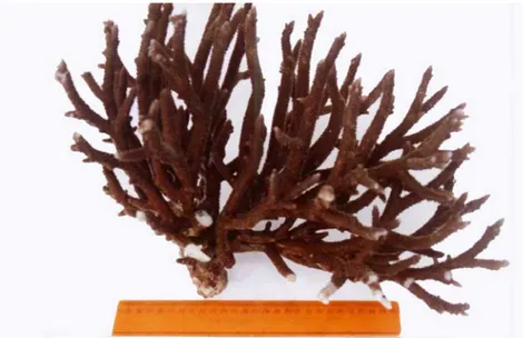 Gambar 2. Karang Acropora nobilis yang merupakan salah satu komponen utama  pembangun terumbu karang di perairan Pulau Barrang Lompo, Makassar