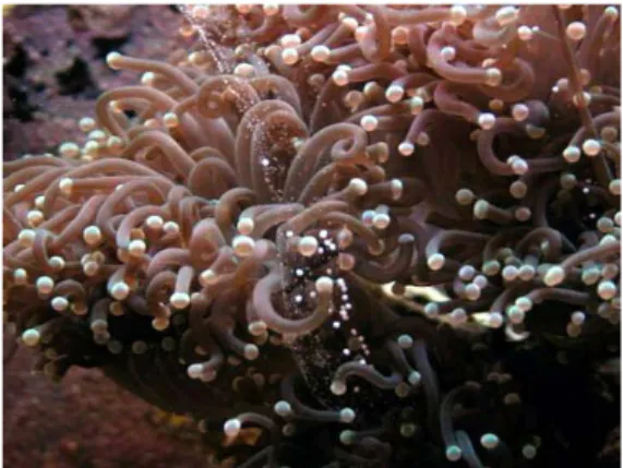 Gambar 3. Spawning pada karang salah satu karang target (Euphilia glabrescens)  (Anonim