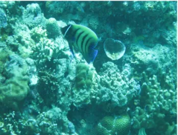 Gambar 11. Kondisi ekosistem terumbu karang Pulau Badi 