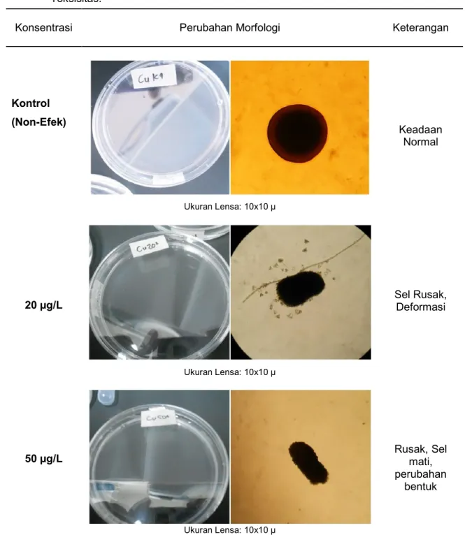 Tabel 5. Perubahan Morfologi Larva Planula Karang Acropora humilis Selama Uji   Toksisitas