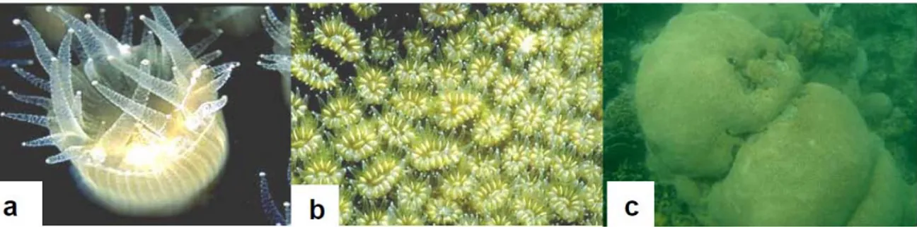 Gambar 1  (a) Polip karang; (b) koloni karang; (c) struktur kerangka karang