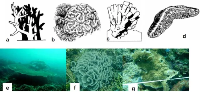 Gambar 2  Beberapa bentuk pertumbuhan koloni karang: (a) karang bercabang; (b) karang  masif/padat; (c) karang submasif/semi-padat; (d) karang jamur/soliter; (e) karang  meja; (f) karang lembaran; dan (g) karang menjalar