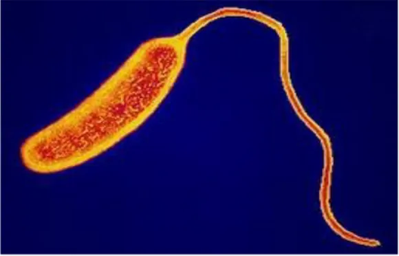 Gambar bakteri Vibrio cholera
