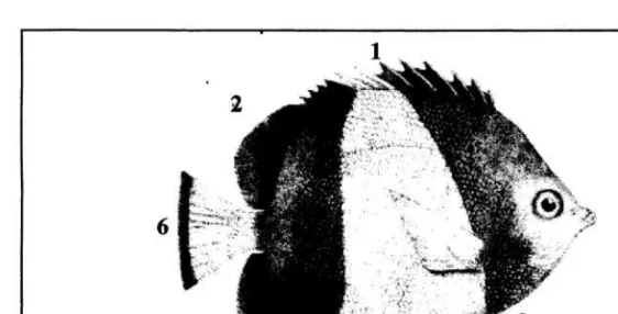 Gambar 3. Bentuk dasar tubuh Kepe Belanda Hemitaurichthys zoster  1. Duri sirip punggung I