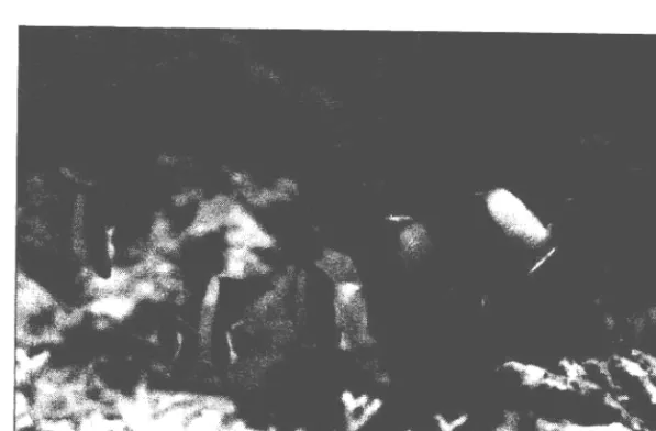 Gambar 4. Kepe Belanda sedang bermain-main diantara cabang-cabang karang 
