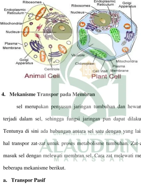 Gambar 2.1 Perbedaan sel hewan dan sel tumbuhan 