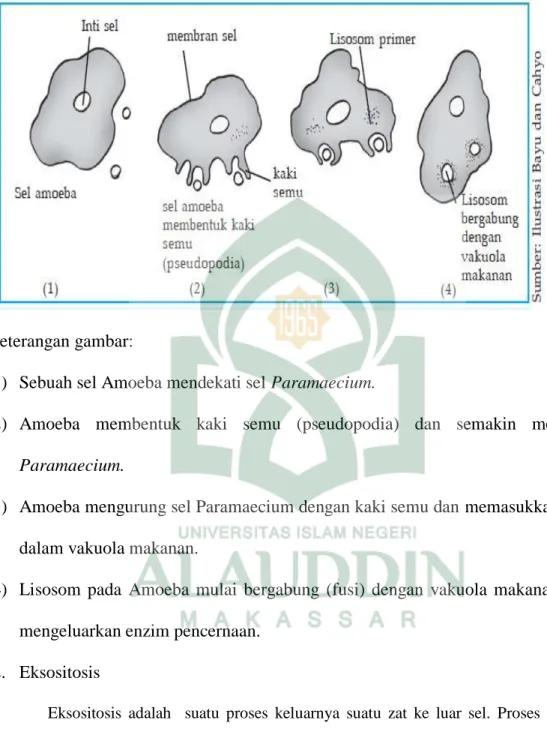 Gambar 2.5 Mekanisme proses fagositosis pada Amoeba 
