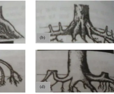 Gambar  3. Bentuk Spesifikasi Akar Pada Mangrove (Kusmana, dkk., 2005)        (a) Akar Papan (Heritiera  spp.), (b) Akar Pasak atau Akar Napas 