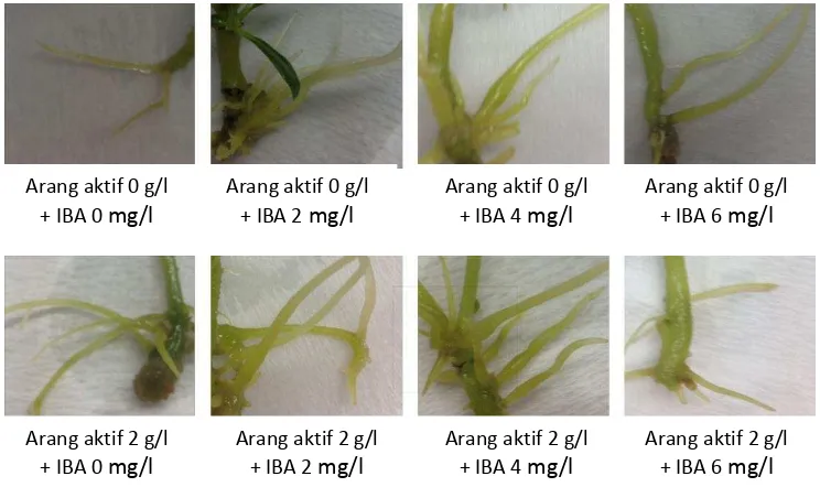 Gambar 5. Pengaruh Arang aktif dan IBA terhadap Diameter Akar Sarang Semut pada 12 MST 