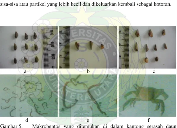 Tabel 3. Jenis-jenis makrobentos yang ditemukan di dalam kantong serasah daun  R. mucronata