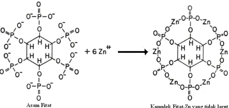Gambar 1.  Gambar 1. Reaksi Asam Fitat dengan Mineral Zn (Scott  1982) 