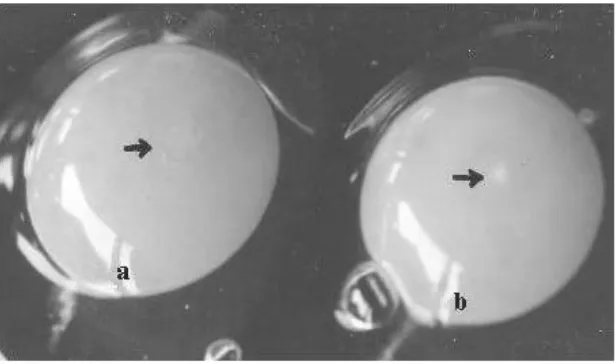 Gambar 5. (a) Telur Infertil   dan  (b)Telur Fertil 