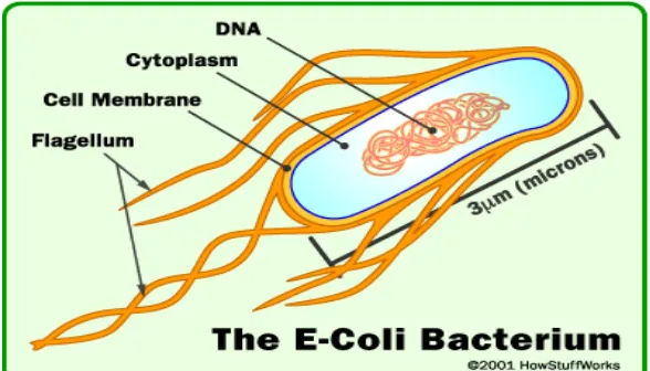 Gambar 3. Escherichia coli (Marler, 2009) 